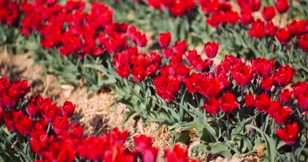 Kwitnące czerwone tulipany na plantacji kwiatów w Holandii. Panning Shot z czerwonych tulipanów Kwietnik. — Wideo stockowe