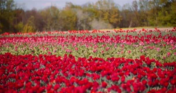 Bloeiende rode tulpen op bloemen Plantage Farm — Stockvideo