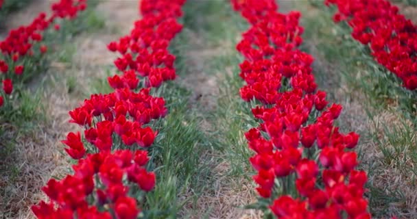 Tulipas vermelhas florescendo em flores Plantation Farm — Vídeo de Stock