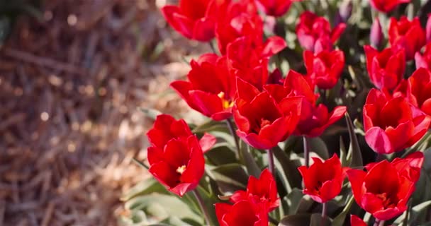 Kwitnące czerwone tulipany na plantacji kwiatów Farm — Wideo stockowe