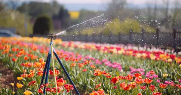 Zemědělství - zavlažovač vody zavlažovací tulipány na květinové plantáži. — Stock video