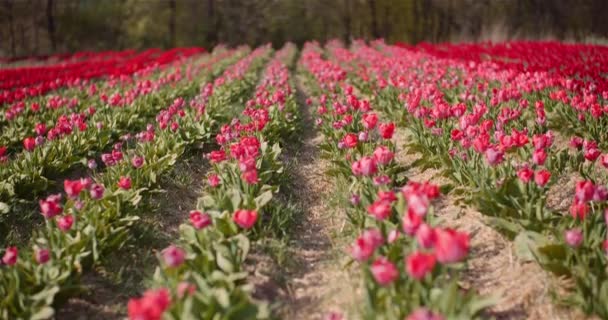 Tulipas bonitas florescendo na plantação de flores — Vídeo de Stock