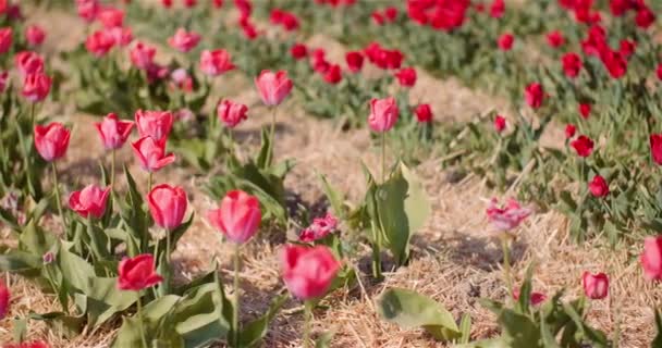 Belle floraison de tulipes sur la plantation de fleurs — Video