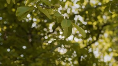 Güneş yaprakların arasından doğuyor.