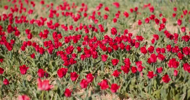 Bloeiende rode tulpen op bloemen Plantage Farm — Stockvideo