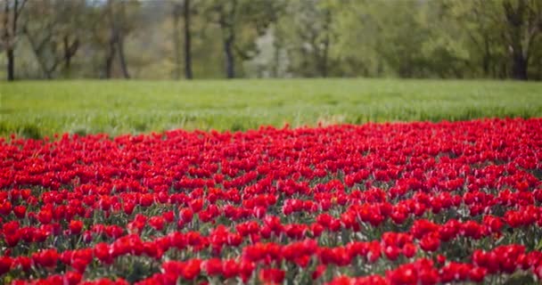 Floreciendo tulipanes rojos en la granja de plantación de flores — Vídeo de stock