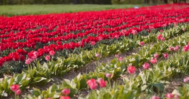 Floreciendo tulipanes rojos en la granja de plantación de flores — Vídeos de Stock