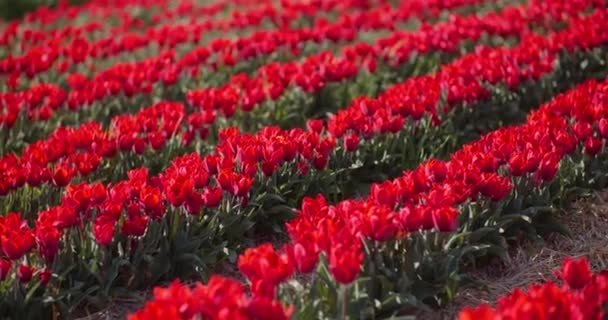 Ανθισμένες κόκκινες τουλίπες στις φυτείες λουλουδιών στην Ολλανδία. Panning Shot των κόκκινων τουλίπες flowerbed. — Αρχείο Βίντεο