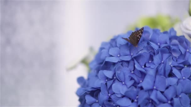 Mariposa sentada en la flor en verano — Vídeos de Stock