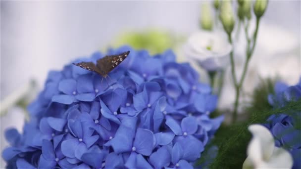 Mariposa sentada en la flor en verano — Vídeos de Stock