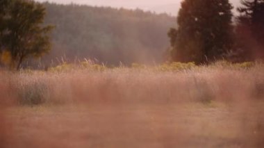 Köy Kırsal Sahne Tarım Manzarası