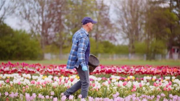 Farmář hnojení tulipánů pole na květinové plantáže zemědělství — Stock video