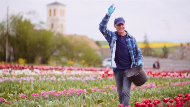 Agricultor Fertilizar el campo de tulipanes en la agricultura de plantación de flores — Vídeo de stock