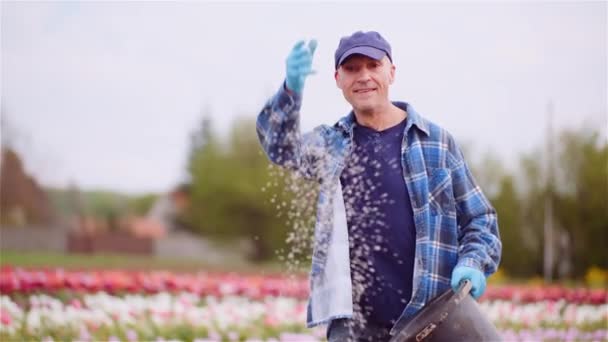 Rolnik nawozić pole tulipanów na plantacji kwiatów Farm Rolnictwo — Wideo stockowe