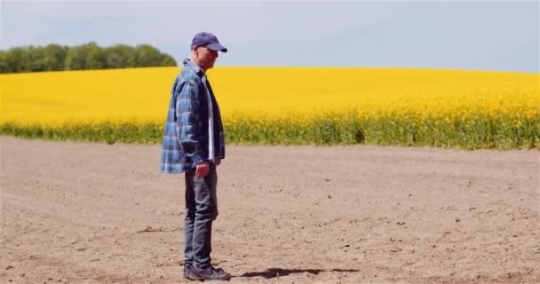 Agricoltura Agricoltore o Agronomo a piedi sul campo agricolo e guardando colza Yellow Flowers Crops. — Video Stock