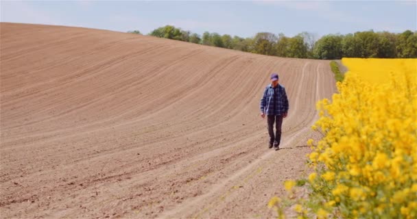 Farmer Examining Rapeseed Crops at Farm Agriculture Concept. — Stock Video