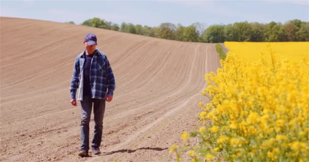 Agricultor examinando cultivos de colza en Farm Agriculture Concept. — Vídeo de stock