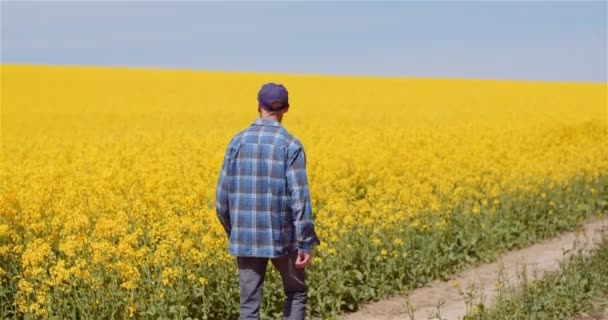 Çiftçi Çiftlik Tarım Konseptinde Tecavüz Tohumu Ekinlerini İnceledi. — Stok video