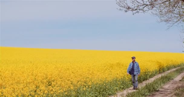 Agricoltore Esame delle colture di colza presso Farm Agriculture Concept. — Video Stock