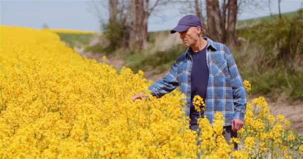 Landwirt untersucht Rapspflanzen bei landwirtschaftlichem Konzept. — Stockvideo