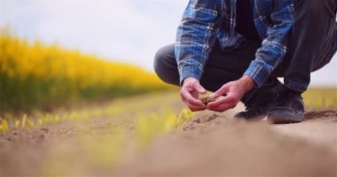 Toprak, tarım, çiftçilerin elleri organik toprağı tutuyor ve geri döküyor. Çiftçi Çiftlikteki Toprağa Dokunuyor.