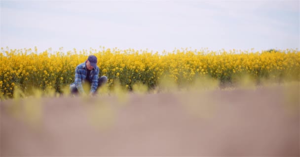 Suelo, Agricultura, - Manos del agricultor sosteniendo y vertiendo de nuevo el suelo orgánico. Agricultor tocando suciedad en granja. — Vídeos de Stock
