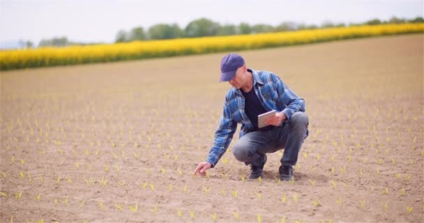 Landwirt untersucht Rapspflanzen bei landwirtschaftlichem Konzept. — Stockvideo