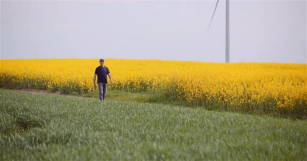 Сельское хозяйство - фермер, гуляющий по полю, исследует урожай на сельскохозяйственной ферме. — стоковое видео