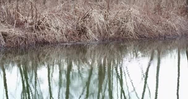 Rio de fluxo no inverno ao ar livre — Vídeo de Stock