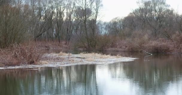 Река Поток зимой на открытом воздухе — стоковое видео