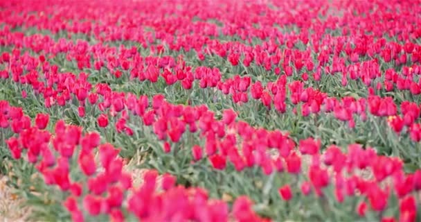 Vista de los Tulipanes Florecientes Rojos en el Campo de Agricultura en Holanda en Flower Plantation Farm — Vídeos de Stock