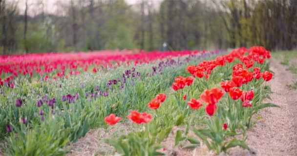 Kwitnące tulipany na polu rolnictwa — Wideo stockowe