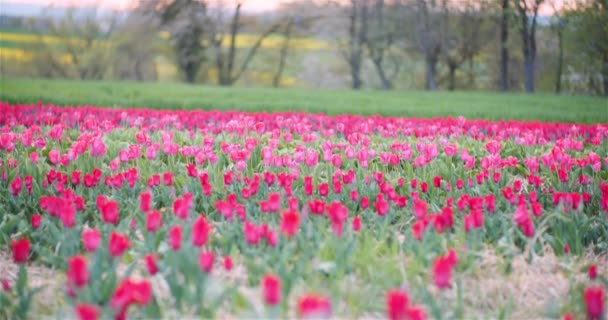 Tulipanes florecientes en el campo agrícola — Vídeos de Stock