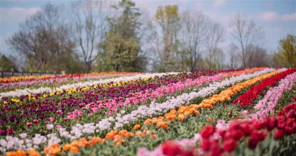 Tulipas florescendo em flores Plantation Farm — Vídeo de Stock