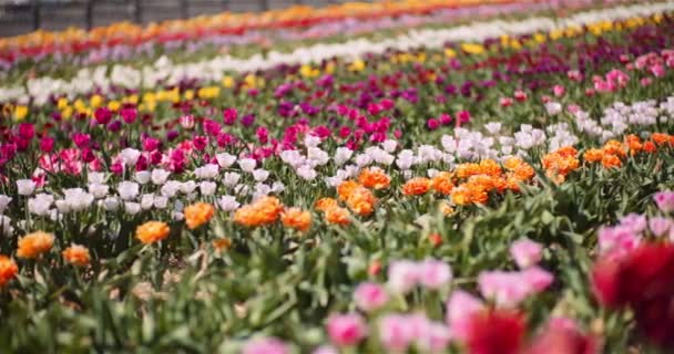 Цветущие тюльпаны на цветочной плантации — стоковое видео