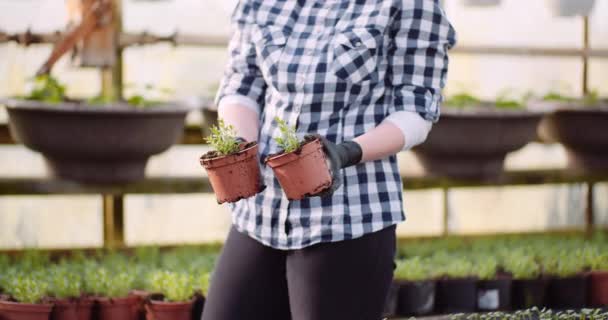 Mujer Farner examinando plantas en invernadero — Vídeos de Stock