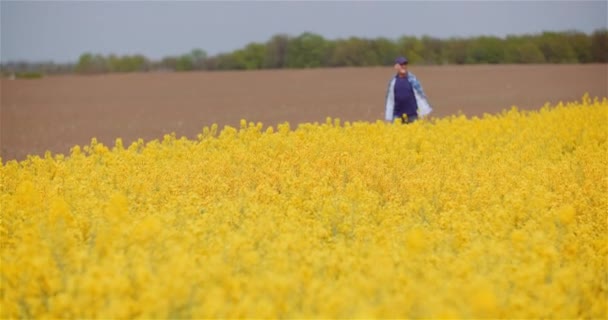 Agricultor examinando cultivos de colza en granja agrícola. — Vídeos de Stock