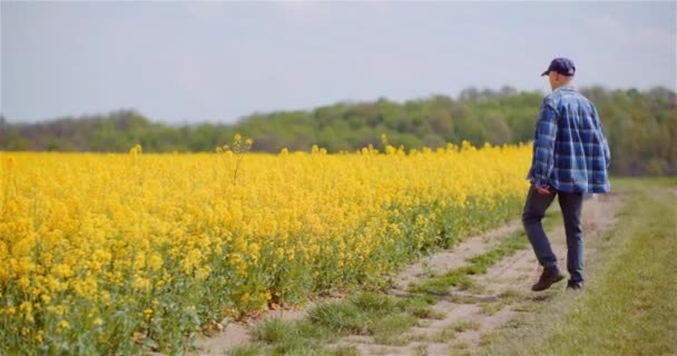 Farmer Examining Rapeseed Crops at Agricultural Farm. — Stock Video