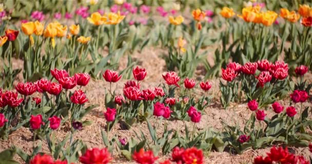 Tulipas bonitas florescendo na plantação de flores — Vídeo de Stock