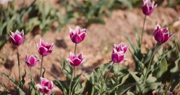 Piękne tulipany kwitnące na plantacji kwiatów — Wideo stockowe