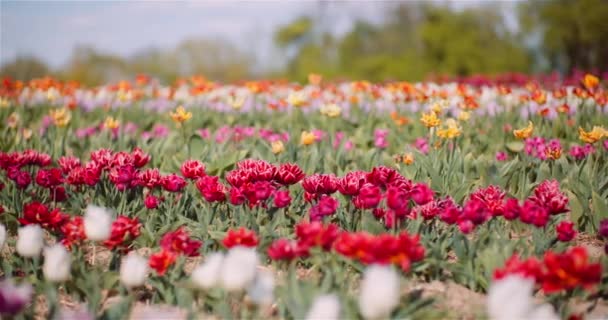 Hermosos tulipanes floreciendo en la plantación de flores — Vídeos de Stock