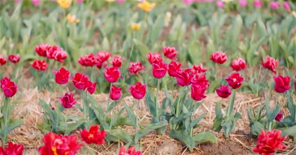 Tulipas bonitas florescendo na plantação de flores — Vídeo de Stock