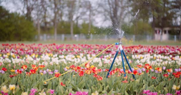 Rolnictwo - Zraszacz wody Podlewanie Tulipany na plantacji kwiatów Farm. — Wideo stockowe