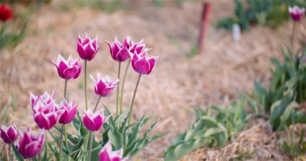 Hermosos tulipanes floreciendo en la plantación de flores — Vídeos de Stock