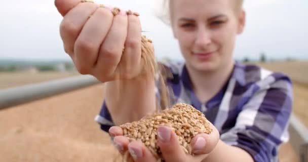 Agricultor que examina grãos de trigo nas mãos — Vídeo de Stock
