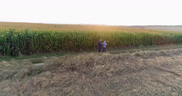 青年农民在玉米田讨论农业问题 — 图库视频影像