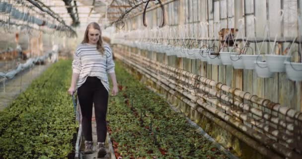 Pertanian perempuan tukang kebun memeriksa bibit bunga — Stok Video