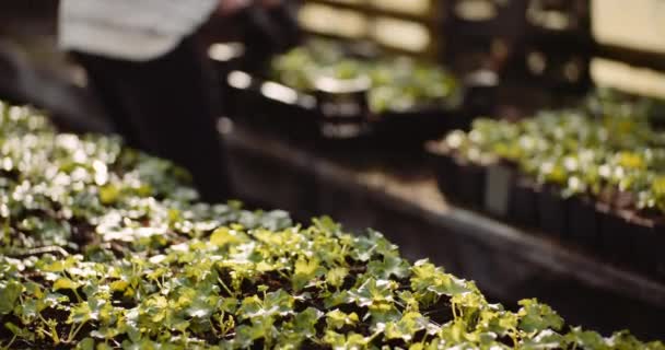 Vrouwelijke tuinman die planten onderzoekt in de kas — Stockvideo