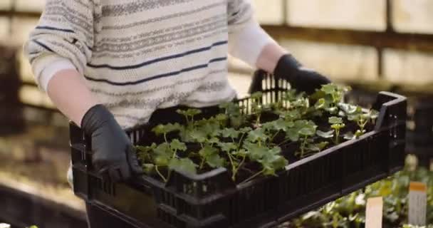 Řízky z muškátu ve skleníku Zemědělství — Stock video