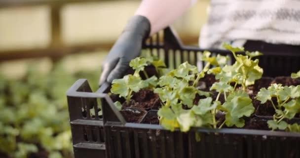 温室内の花や野菜の苗は — ストック動画